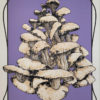 Hongos 35x50